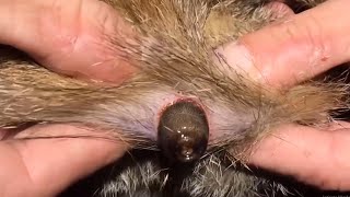 Botfly Larvae Removed From Cats  Rescue Animals [upl. by Gee]