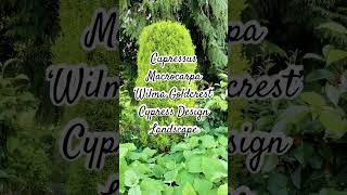 Cupressus Macrocarpa ‘Wilma Goldcrest’ Cypress Design Landscape [upl. by Judus]