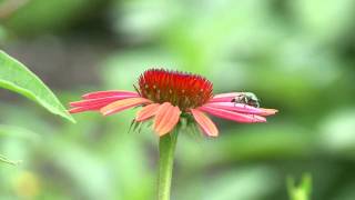 Gardening  Pollinators and Beneficial Insects [upl. by Bernita]