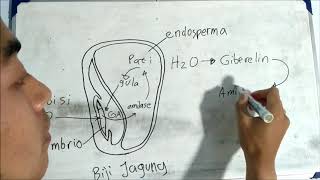 Proses Perkecambahan dan Jenis Perkecambahan Biji [upl. by Eelyk435]