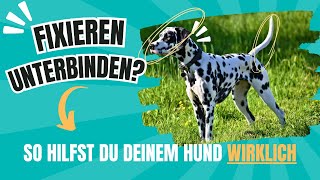 Hundebegegnung Fixieren unterbinden [upl. by Tebor]