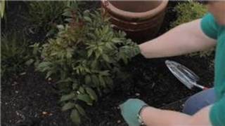 Growing amp Storing Plant Bulbs  How to Plant Astilbe Bulbs [upl. by Ulphia]