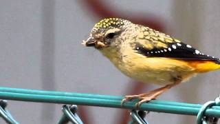 Spotted pardalote  taking insect to nest [upl. by Henrion105]