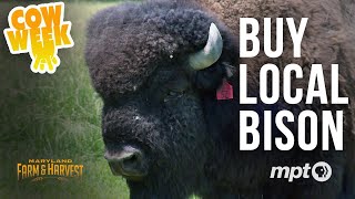 Buying Local Bison  Cow Week [upl. by Bodwell]