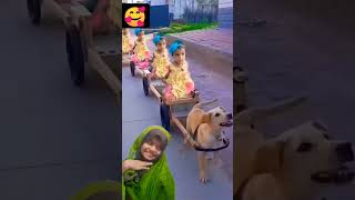 Dog train very funny funnyanimal funnydogs [upl. by Ueih]