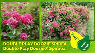 DOUBLE PLAY DOOZIE SPIREA  Double Play Doozie® Spiraea by Proven Winners [upl. by Ahsilet]