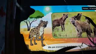 teaching meet the animals 75 spotted Hyena [upl. by Oakleil]