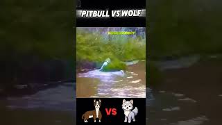 Wolf vs Pitbull trending animals wolf vs pitbull dog wildlife youtubeshorts viralvideo [upl. by Iras]