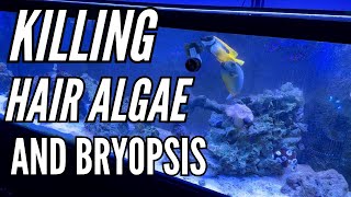 Green Hair Algae and bryopsis in saltwater tank  FLUX RX  Green Hair Algae Update [upl. by Nuyh154]