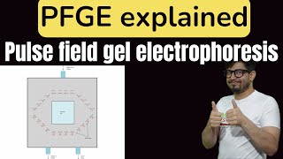 Pulsed field gel electrophoresis principle explained PFGE [upl. by Nimrak]