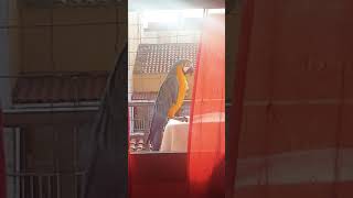 Guacamayo cantando su cancion [upl. by Analak296]