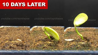 Lima Bean Germination 10 Days Time Lapse [upl. by Anaynek112]