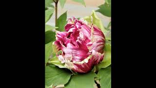 Paeonia suffruticosa 阿部黒龍 黒竜錦 [upl. by Soirtemed]