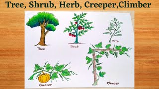 Types of plants  treeshrubherbcreeperclimber drawing easy ll how to draw types of plants ll [upl. by Anilesor]