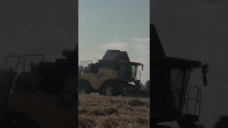 Farming in Essex  Harvesting grass seed with New Holland CX680 harvester 24 Full video 👆🏿 [upl. by Scarito]