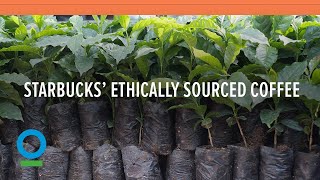 Follow Starbucks’ 15 Year Journey to 100 Ethically Sourced Coffee  Conservation International [upl. by Aihsetan]