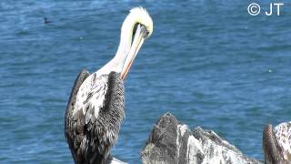 PELICANO Pelecanus thagus [upl. by Annayd]