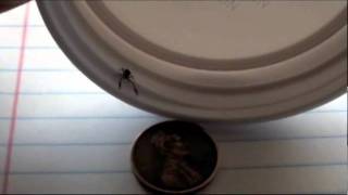 Look what I found in the houseA Pseudoscorpion [upl. by Einad]