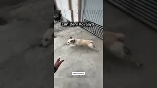 Motorcuyu Korkutamayan Köpek [upl. by Blanca]