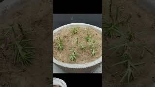 Moss Rose care RanaNurseryFarmmossrose flowers garden natureslover grafting bonsai plants [upl. by Emad320]