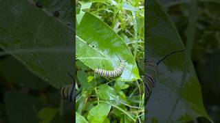 Your Favorite Poisonous Caterpillar  Monarch Butterfly Larvae monarchbutterfly monarchmystery [upl. by Siclari48]