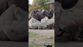 Bactrian Camels [upl. by Berta735]