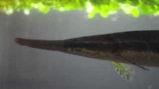 Florida Gar Lepisosteus platyrhincus [upl. by Enautna]