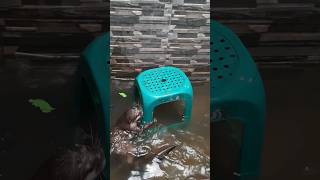 Why there is a chair in the water  otter カワウソ petshorts ytshort otterspool [upl. by Yngad]