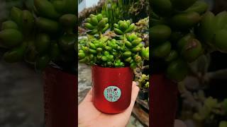 Plants Pot from Red Bottle plants planterdecor indoorgarden planterpots [upl. by Ainesell179]