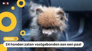 Veel hulp voor gedumpte chihuahuas [upl. by Coridon868]