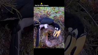 Bird Kills Hatchling for His Babies Feeding amazing shorts nature [upl. by Anidene728]