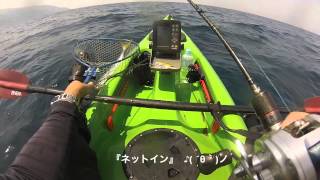 kayak fishing【キターw】 ワラサ 新規開拓 青物 祭り？ カヤックフィッシング [upl. by Bohon]