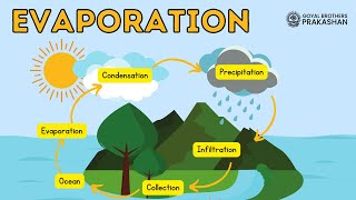 Evaporation  Class6  Chemistry  Goyal Brothers Prakashan [upl. by Hutchison]