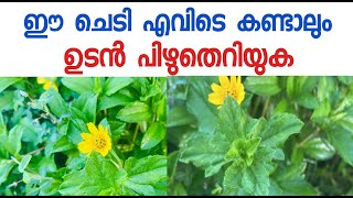 ഈചെടിയെ സൂക്ഷിക്കുക Sphagneticola trilobata സിംഗപ്പൂർ ഡെയ്സി [upl. by Atcele]