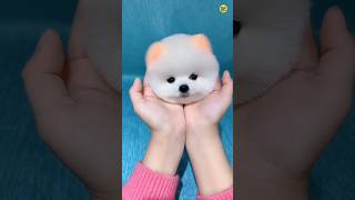 Teacup dog price  Cute Pomeranian dog price  Rajesh5G rajesh5g shorts viral tranding cutedog [upl. by Nairb527]