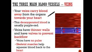 The three blood vessels  Arteries Capillaries and veins GCSE Science [upl. by Niuqram]