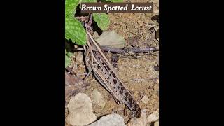 Grasshopper in my garden  Brown Spotted Locust [upl. by Asiral]