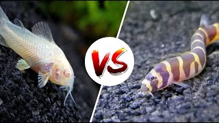 Cory Catfish vs Loaches – Which is Better [upl. by Nicolina]