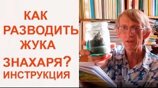 Как разводить ЖукаЗнахаря ЖукЗнахарь как Корм Для Домашних Питомцев энтомология [upl. by Macfarlane]