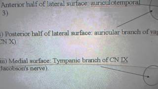 Tympanic membrane nerve supply [upl. by Pauli]