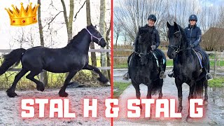 Horses Stal G and play in the arena Stal H Queen👑Uniek loves it  Friesian Horses [upl. by Suzi]