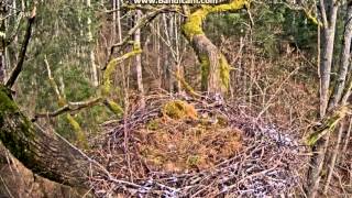 Latvian Black Storks  Two crested tits visited the BS nest 20160405 1038 [upl. by Bobette830]