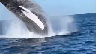 Ballenas jorobadas en Dominicus  Bayahibe [upl. by Caspar]