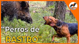 Perros de rastro 🐾 sabuesos en busca del jabalí 🐗sabuesoespañolperrosderastro [upl. by Irej626]