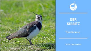 Vogelstimmen Der Kiebitz  Lapwing  Vanellus vanellus 4k [upl. by Enyahc]