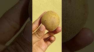 Sapodilla Cutting ASMR Video sapodilla asmrvideo chikoo asmrsounds fruitscutting mrsatisfier [upl. by Lorola741]