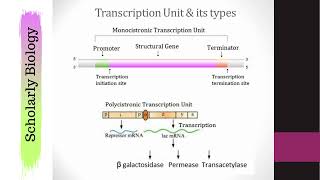 Polycistronic amp Monocistronic Transcription  Molecular Basis of Inheritance  Biology Class 12NEET [upl. by Berga631]