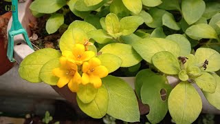 Lysimachia Congestiflora Propagation From Cuttings With Update [upl. by Nutter]