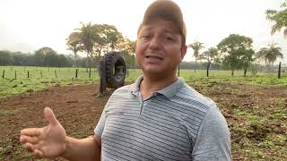 Nosso manejo do gado leiteiro aqui no estado do Tocantins [upl. by Erlond]