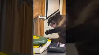 Original Video of The screaming cat in the vet clinic catmen catcop strangecat screamin [upl. by Serafine]